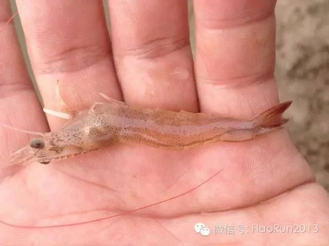 中國養殖基地 yzjidi.com