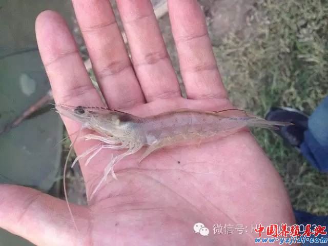 中國養殖基地 yzjidi.com