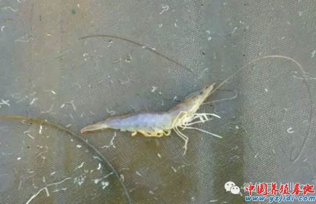 中國養殖基地 yzjidi.com