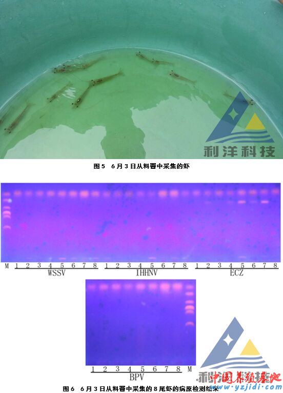中國養殖基地 yzjidi.com