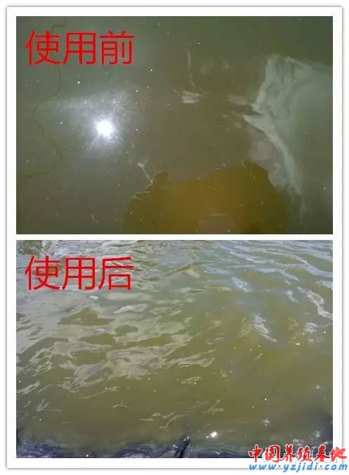 中國養殖基地 yzjidi.com