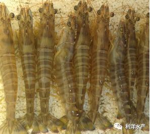 中國養殖基地 yzjidi.com