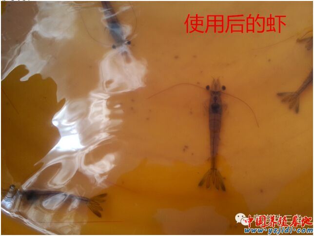 中國養殖基地 yzjidi.com