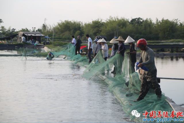 中國養殖基地 yzjidi.com