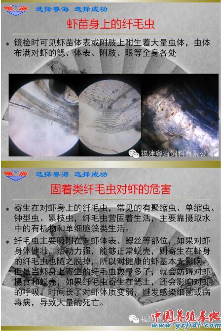 中國養殖基地 yzjidi.com