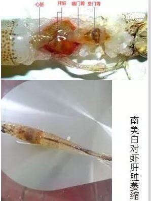 中國養殖基地 yzjidi.com