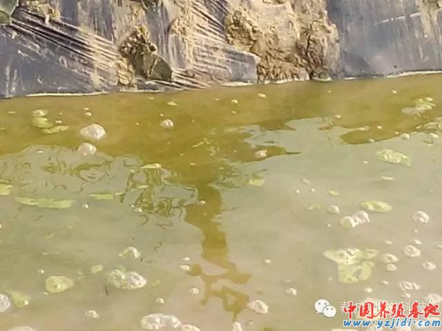 中國養殖基地 yzjidi.com