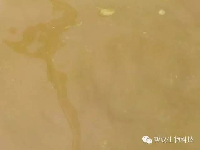 中國養殖基地 yzjidi.com
