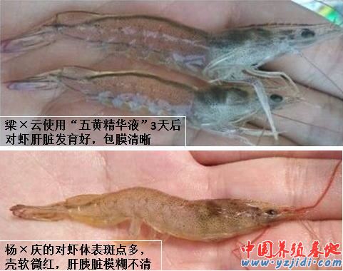 中國養殖基地 yzjidi.com
