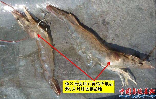 中國養殖基地 yzjidi.com