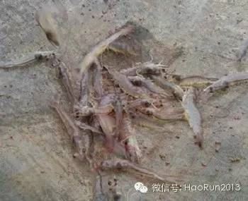 中國養殖基地 yzjidi.com