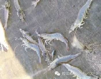中國養殖基地 yzjidi.com