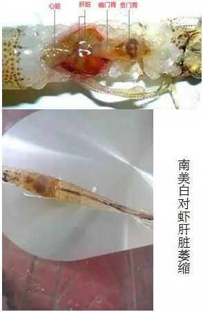 中國養殖基地 yzjidi.com