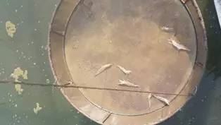 中國養殖基地 yzjidi.com
