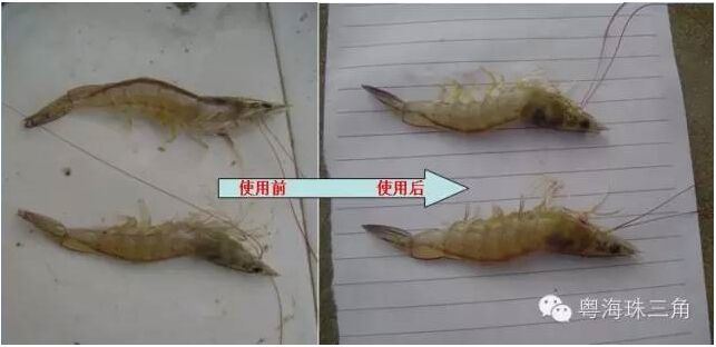 中國養殖基地 yzjidi.com