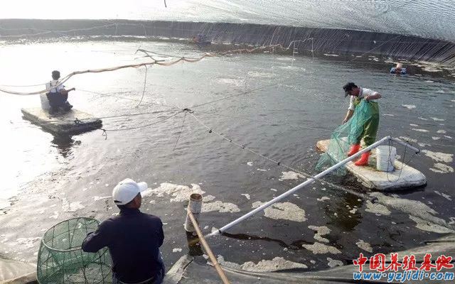 中國養殖基地 yzjidi.com