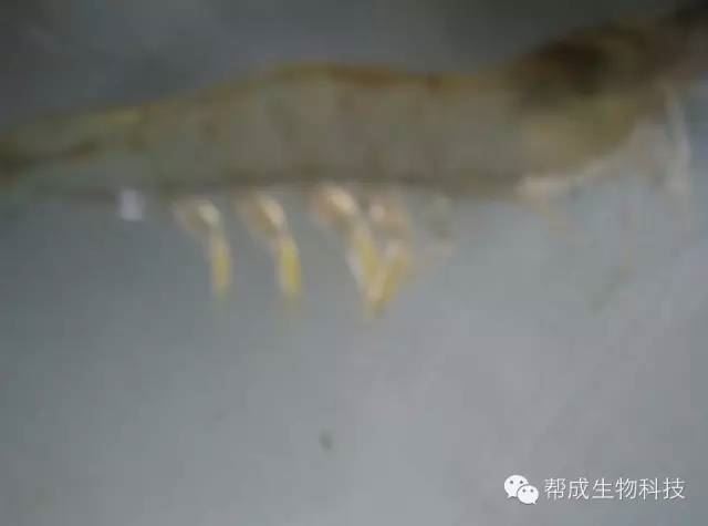 中國養殖基地 yzjidi.com
