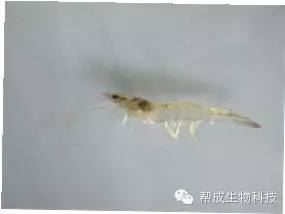 中國養殖基地 yzjidi.com