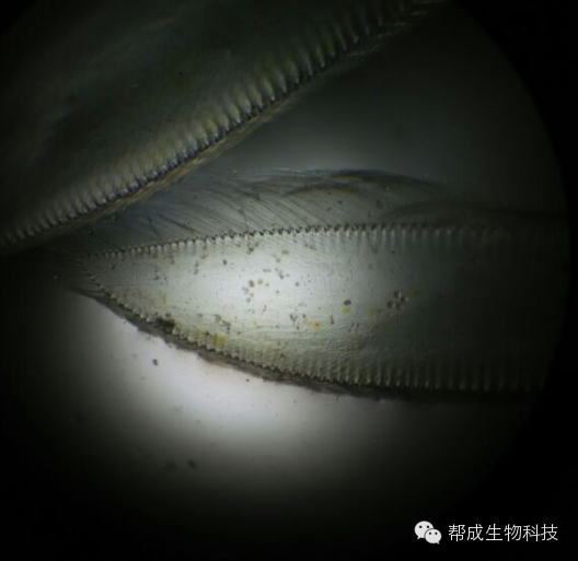 中國養殖基地 yzjidi.com