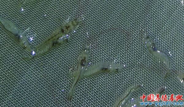 中國養殖基地 yzjidi.com