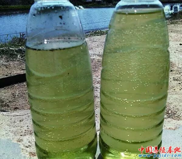 中國養殖基地 yzjidi.com