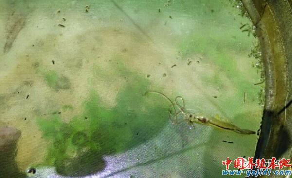 中國養殖基地 yzjidi.com