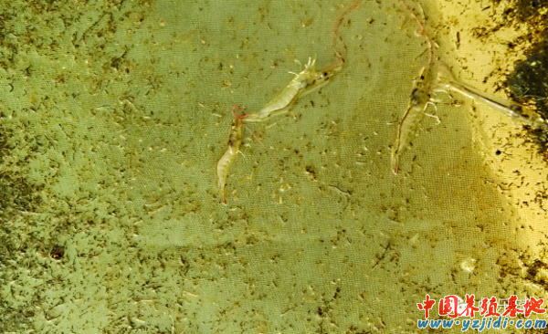 中國養殖基地 yzjidi.com
