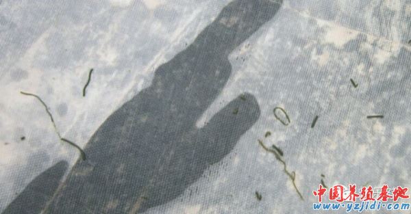 中國養殖基地 yzjidi.com