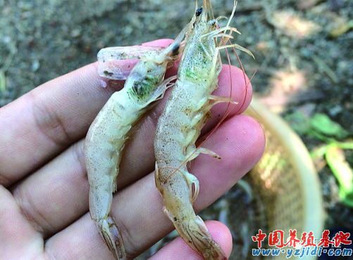 中國養殖基地 yzjidi.com
