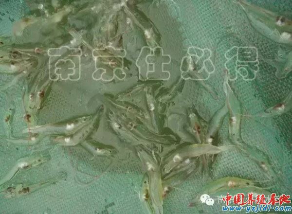 中國養殖基地 yzjidi.com