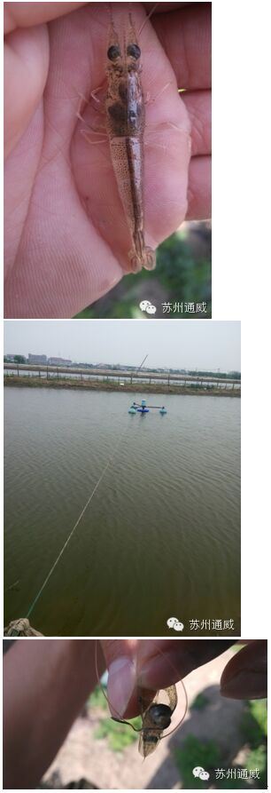 中國養殖基地 yzjidi.com