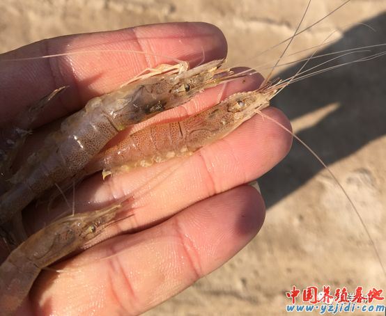 中國養殖基地 yzjidi.com