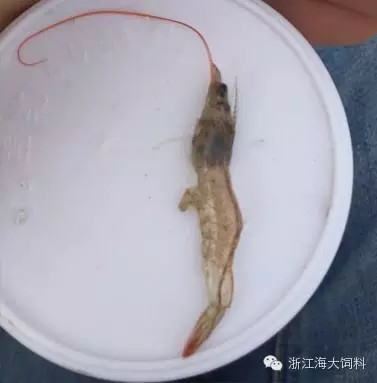 中國養殖基地 yzjidi.com