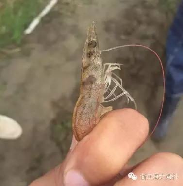 中國養殖基地 yzjidi.com