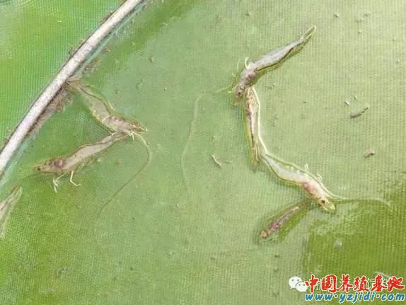 中國養殖基地 yzjidi.com