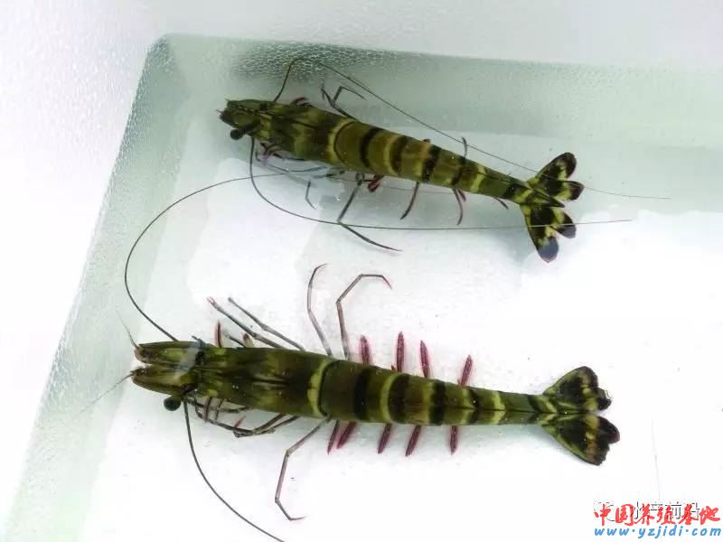 中國養殖基地 yzjidi.com