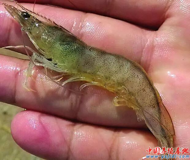 中國養殖基地 yzjidi.com