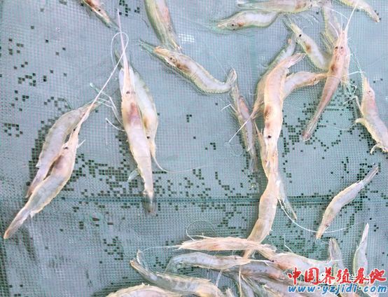 中國養殖基地 yzjidi.com