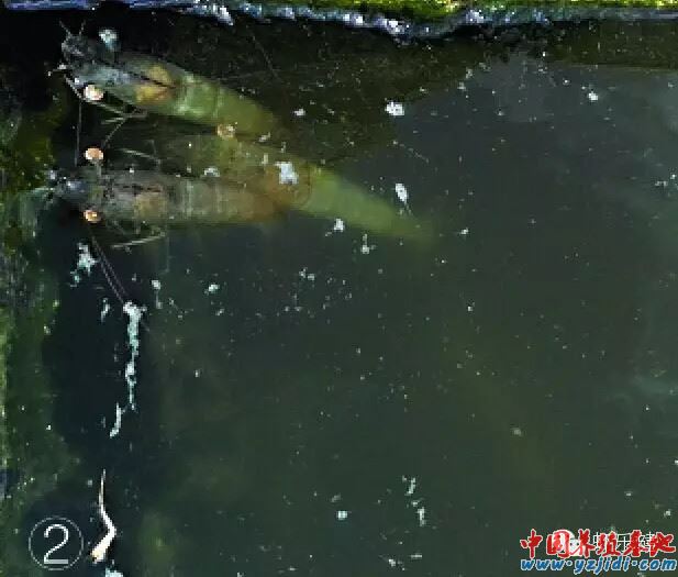 中國養殖基地 yzjidi.com