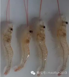 中國養殖基地 yzjidi.com