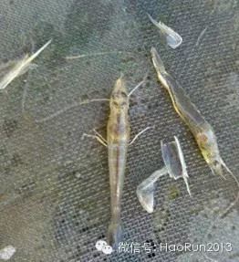 中國養殖基地 yzjidi.com