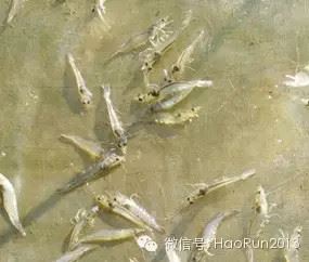 中國養殖基地 yzjidi.com