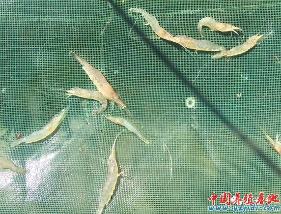中國養殖基地 yzjidi.com