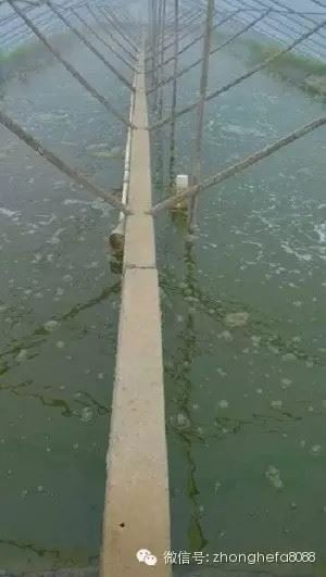 中國養殖基地 yzjidi.com