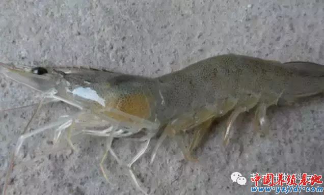中國養殖基地 yzjidi.com