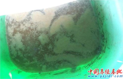 中國養殖基地 yzjidi.com