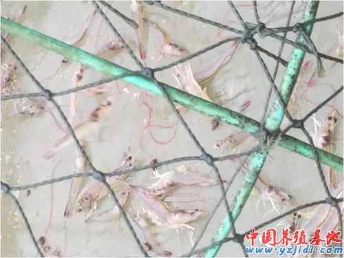 中國養殖基地 yzjidi.com
