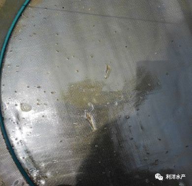 中國養殖基地 yzjidi.com