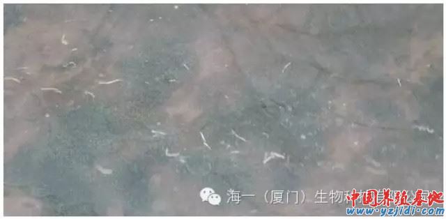 中國養殖基地 yzjidi.com