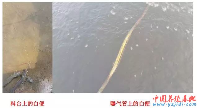 中國養殖基地 yzjidi.com
